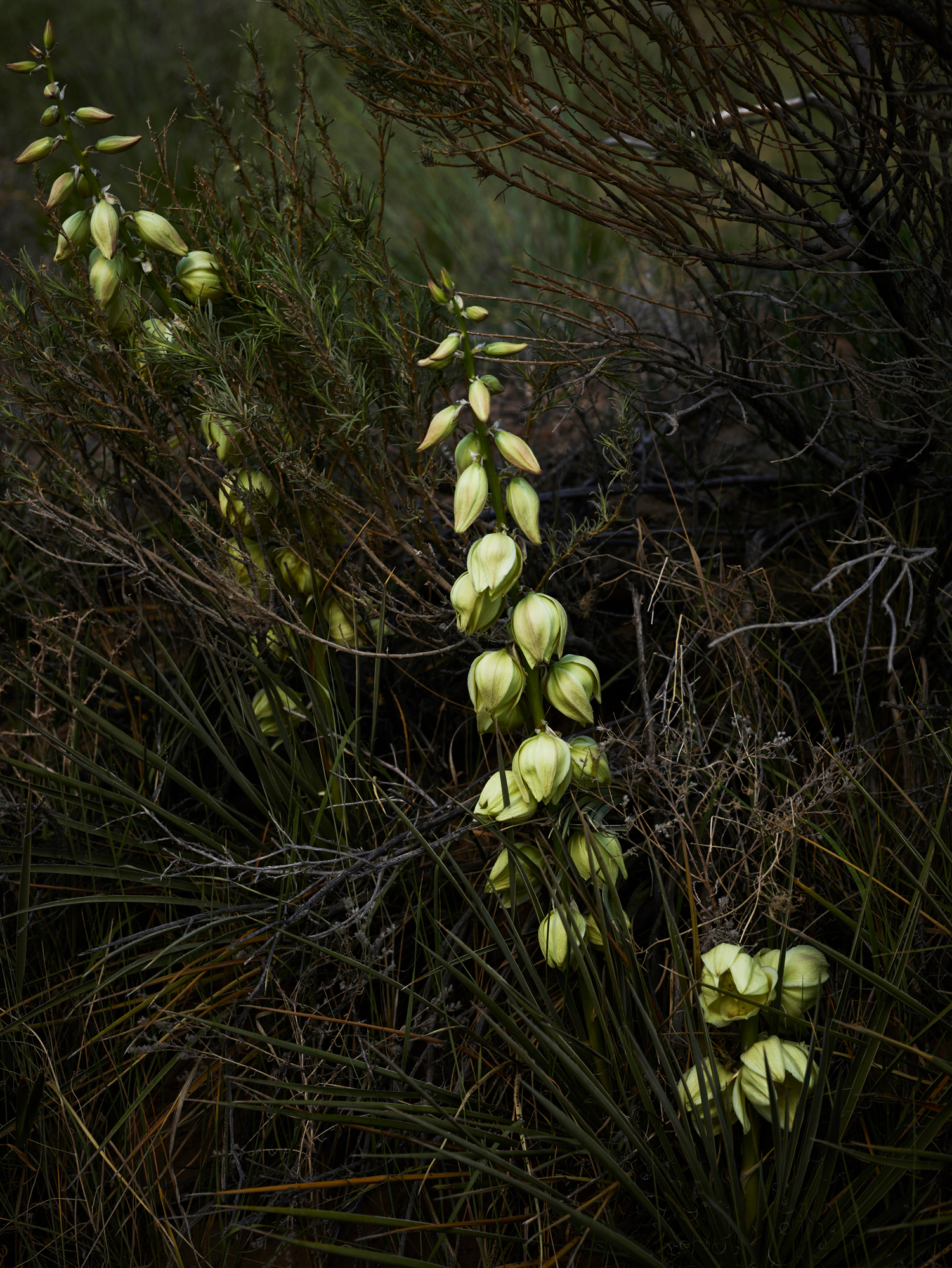 CF020250